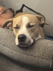 Reunited Female Dog last seen James Lee and Racetrack Rd, Fort Walton Beach, FL 32547