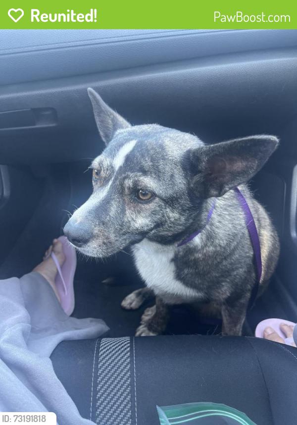 Reunited Male Dog last seen s la cadena dr, Colton, CA 92324