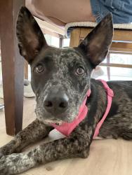 Found/Stray Female Dog last seen Intersection of 75 and 635, Dallas, TX 75240
