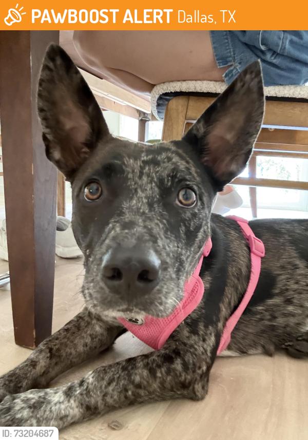 Found/Stray Female Dog last seen Intersection of 75 and 635, Dallas, TX 75240