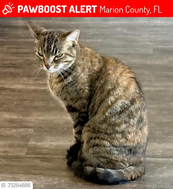 Lost Female Cat last seen 103rd and 49th street, Marion County, FL 34476