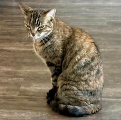 Lost Female Cat last seen 103rd and 49th street, Marion County, FL 34476