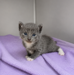 Shelter Stray Female Cat last seen Near St. Julien Avenue, LAFAYETTE, LA, 70506, 410 Dugas Rd, Lafayette, LA 70507, USA