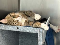 Shelter Stray Male Cat last seen Near Cannon Place, BRONX, NY, 10463, 326 E 110th St, New York, NY 10029, USA