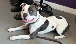 Shelter Stray Male Dog last seen Apt 243,7251 S Cottonwood Street, Midvale, UT, 84047, 511 W 3900 S, Salt Lake City, UT 84123, USA