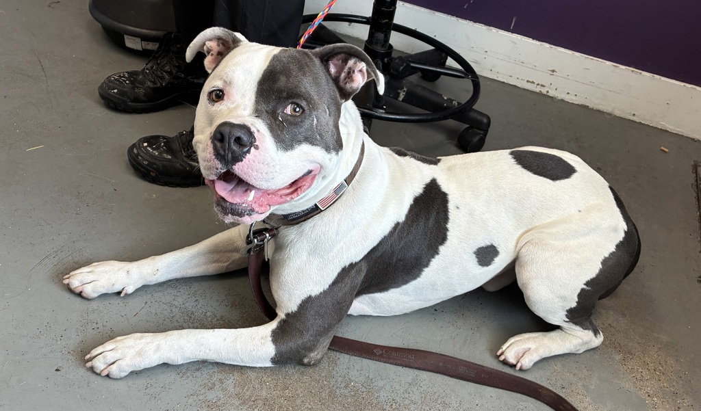 Shelter Stray Male Dog last seen Apt 243,7251 S Cottonwood Street, Midvale, UT, 84047, 511 W 3900 S, Salt Lake City, UT 84123, USA