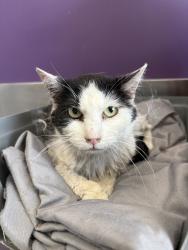 Shelter Stray Female Cat last seen Near S Gold Ridge Drive, Magna Township, UT, 84044, 511 W 3900 S, Salt Lake City, UT 84123, USA