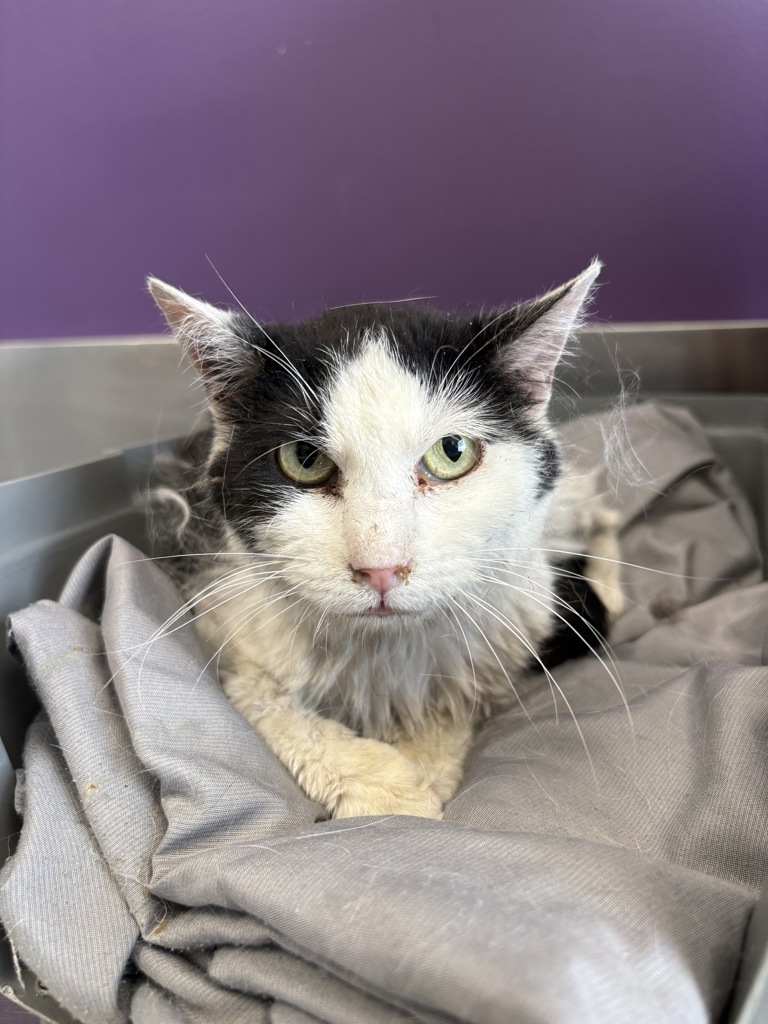 Shelter Stray Female Cat last seen Near S Gold Ridge Drive, Magna Township, UT, 84044, 511 W 3900 S, Salt Lake City, UT 84123, USA