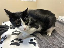 Shelter Stray Female Cat last seen Near Rising Glen Way, Carlsbad, CA, 92008, Oceanside, CA 92058, USA