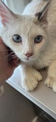 Shelter Stray Male Cat last seen Near N Grant Street, SALT LAKE CITY, UT, 84104, 511 W 3900 S, Salt Lake City, UT 84123, USA