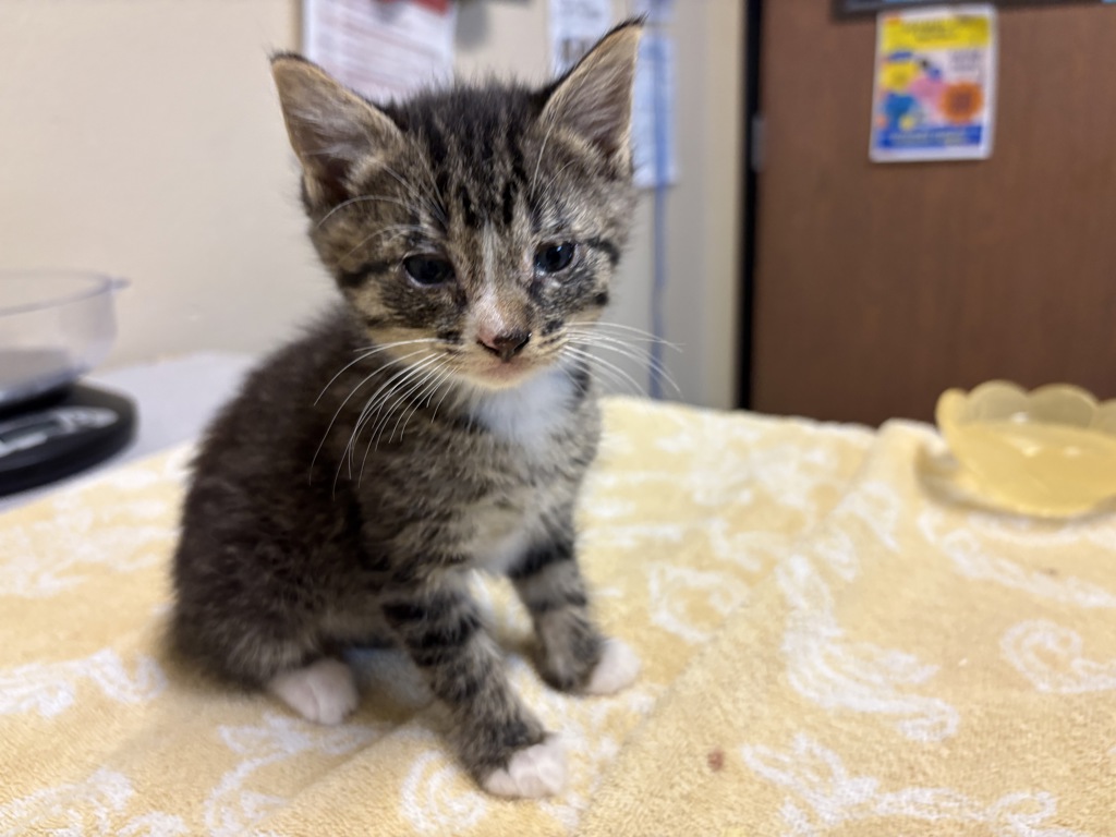 Shelter Stray Male Cat last seen Near Marquette Street, Oceanside, CA, 92058, Oceanside, CA 92058, USA
