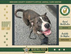 Shelter Stray Male Dog last seen FL, 5100 W Eau Gallie Blvd, Melbourne, FL 32934, USA