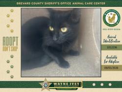 Shelter Stray Unknown Cat last seen FL, 5100 W Eau Gallie Blvd, Melbourne, FL 32934, USA