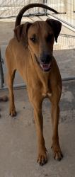 Shelter Stray Female Dog last seen Near Camino Del Mar, Del Mar, CA, 92014, El Cajon, CA 92020, USA