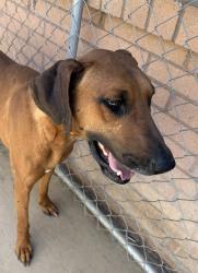 Shelter Stray Female Dog last seen Near Camino Del Mar, Del Mar, CA, 92014, El Cajon, CA 92020, USA