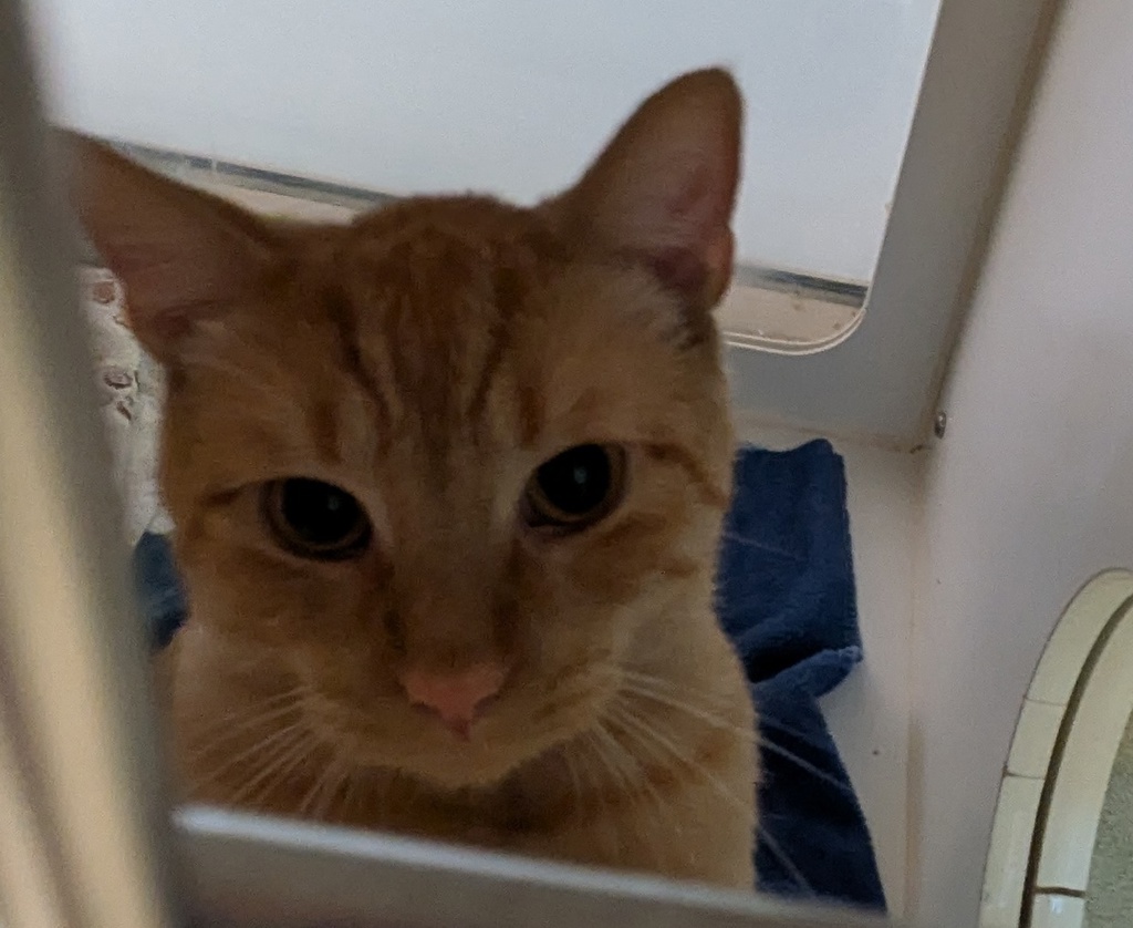 Shelter Stray Male Cat last seen Near N Harbor Drive, San Diego, CA, 92101, 5500 Gaines St, San Diego, CA 92110, USA