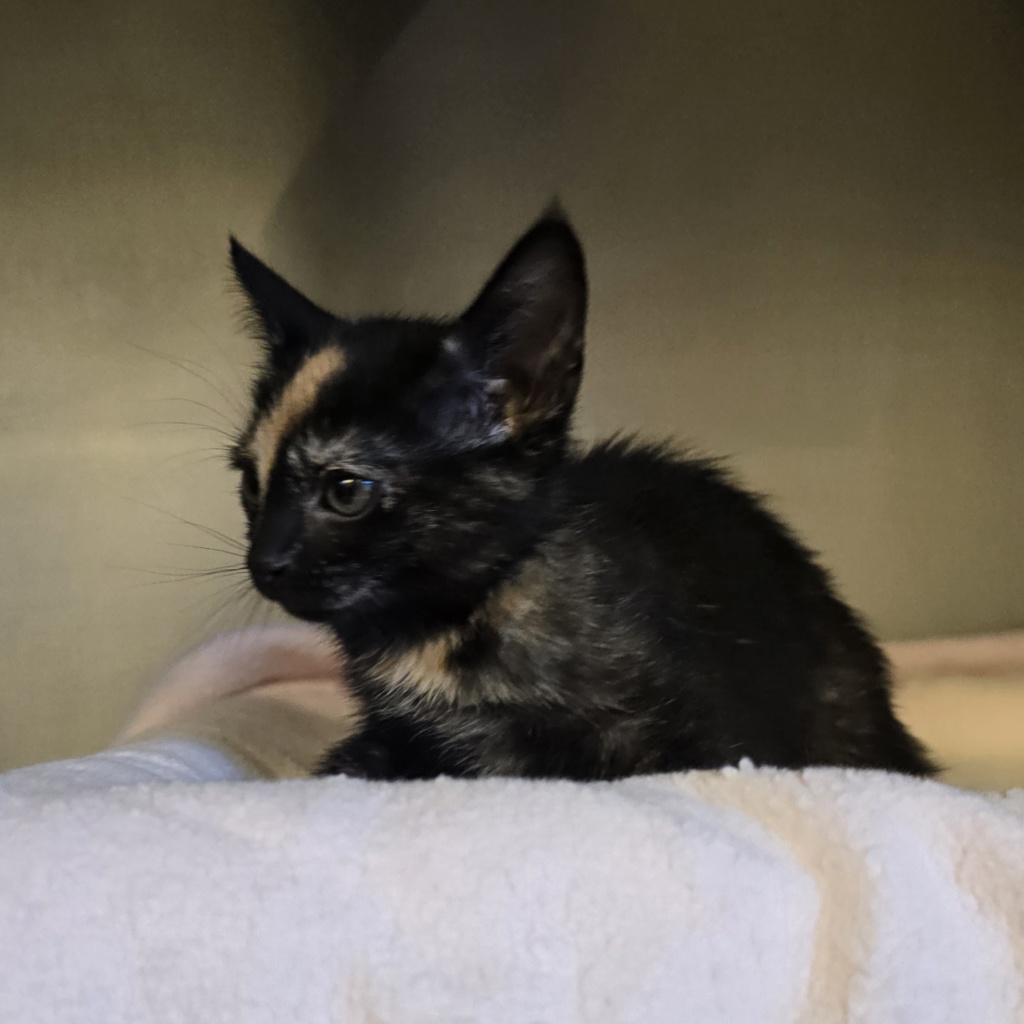 Shelter Stray Female Cat last seen Near Franklin Ln, LIVERMORE, CA, 94551, 8323 Baldwin St, Oakland, CA 94621, USA