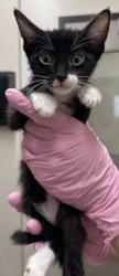 Shelter Stray Female Cat last seen Near Lura Avenue, El Cajon, CA, 92020, El Cajon, CA 92020, USA