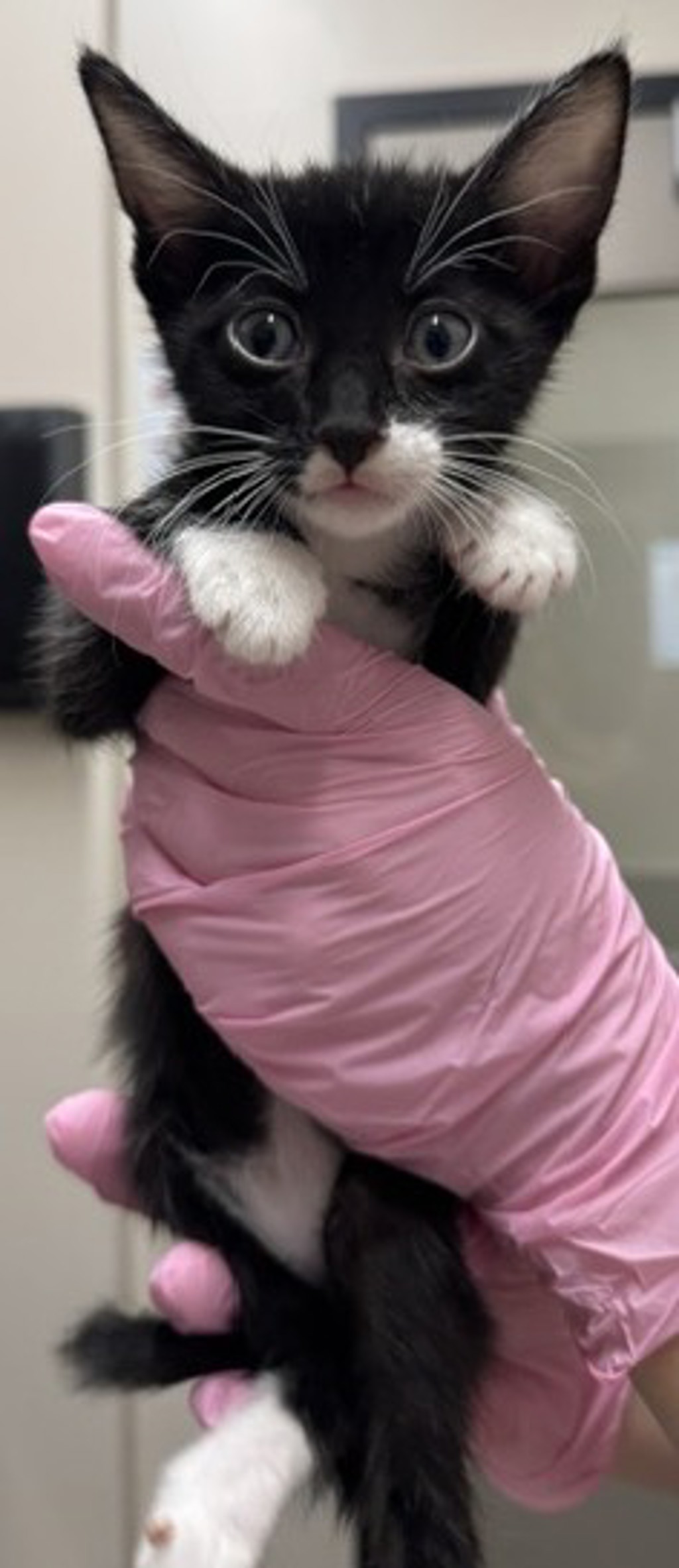 Shelter Stray Female Cat last seen Near Lura Avenue, El Cajon, CA, 92020, El Cajon, CA 92020, USA
