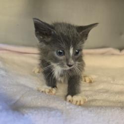 Shelter Stray Male Cat last seen Near Franklin Ln, LIVERMORE, CA, 94551, 8323 Baldwin St, Oakland, CA 94621, USA