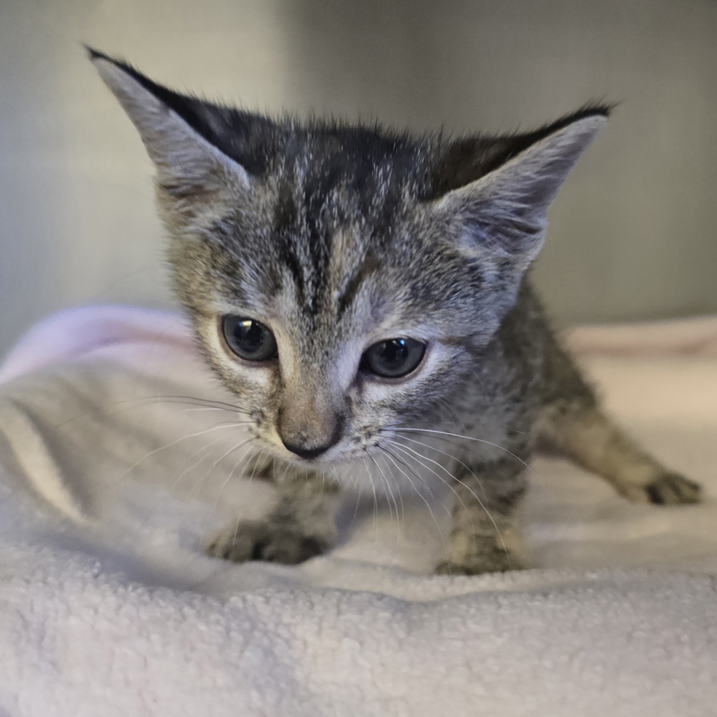 Shelter Stray Female Cat last seen Near Franklin Ln, LIVERMORE, CA, 94551, 8323 Baldwin St, Oakland, CA 94621, USA
