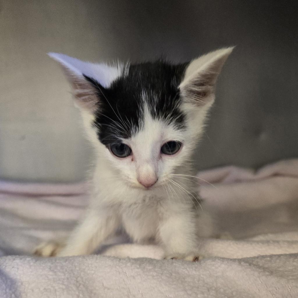 Shelter Stray Male Cat last seen Near Franklin Ln, LIVERMORE, CA, 94551, 8323 Baldwin St, Oakland, CA 94621, USA