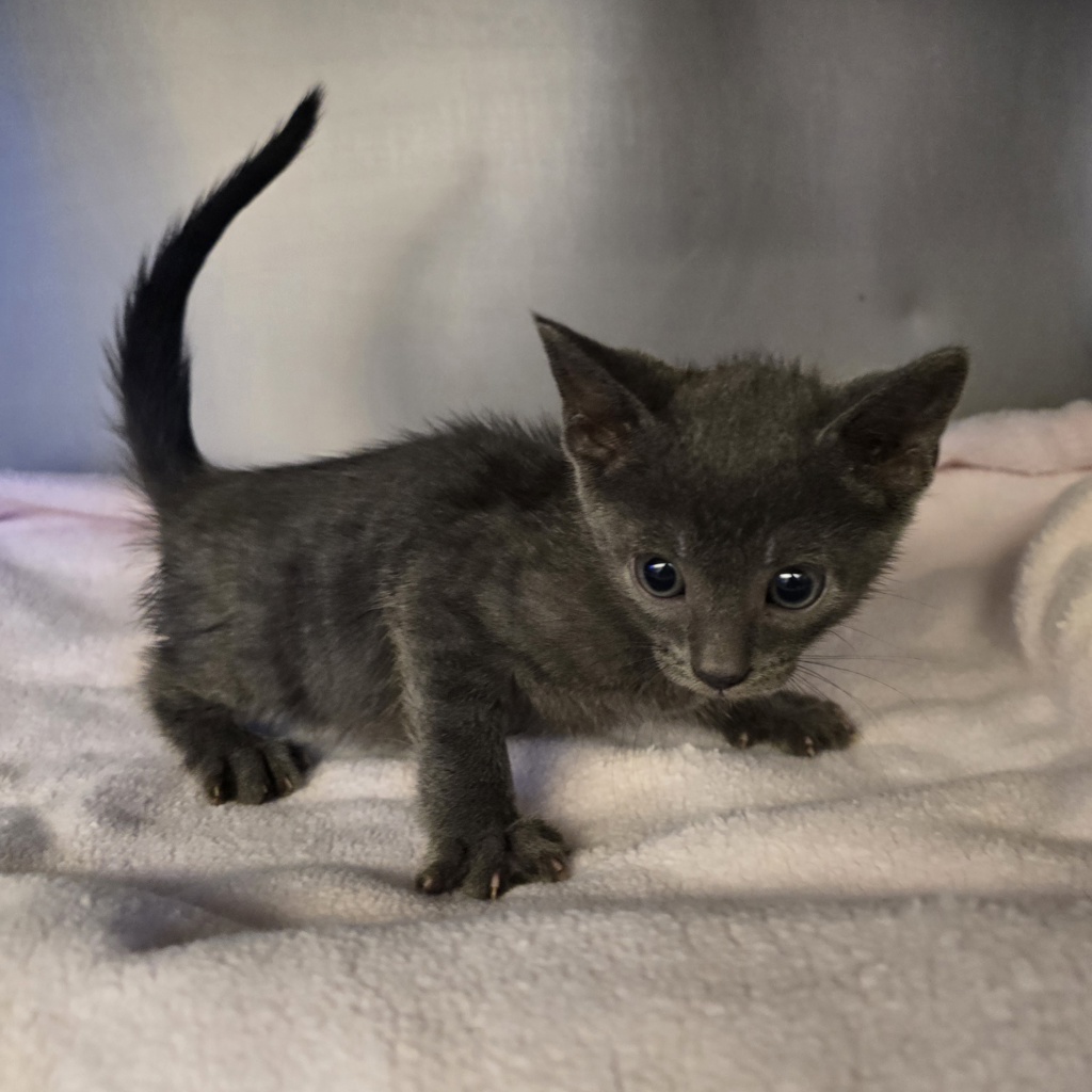 Shelter Stray Male Cat last seen Near Franklin Ln, LIVERMORE, CA, 94551, 8323 Baldwin St, Oakland, CA 94621, USA