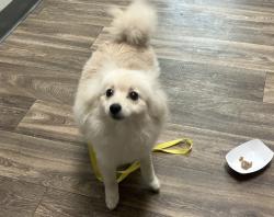 Shelter Stray Male Dog last seen Not Provided., San Diego, CA, 92130, 5500 Gaines St, San Diego, CA 92110, USA