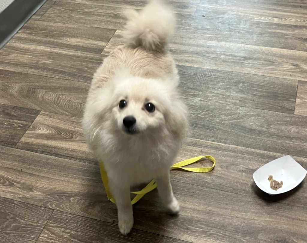 Shelter Stray Male Dog last seen Not Provided., San Diego, CA, 92130, 5500 Gaines St, San Diego, CA 92110, USA
