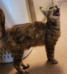 Shelter Stray Female Cat last seen Near E Mission Bay, San Diego, CA, 92109, 5500 Gaines St, San Diego, CA 92110, USA