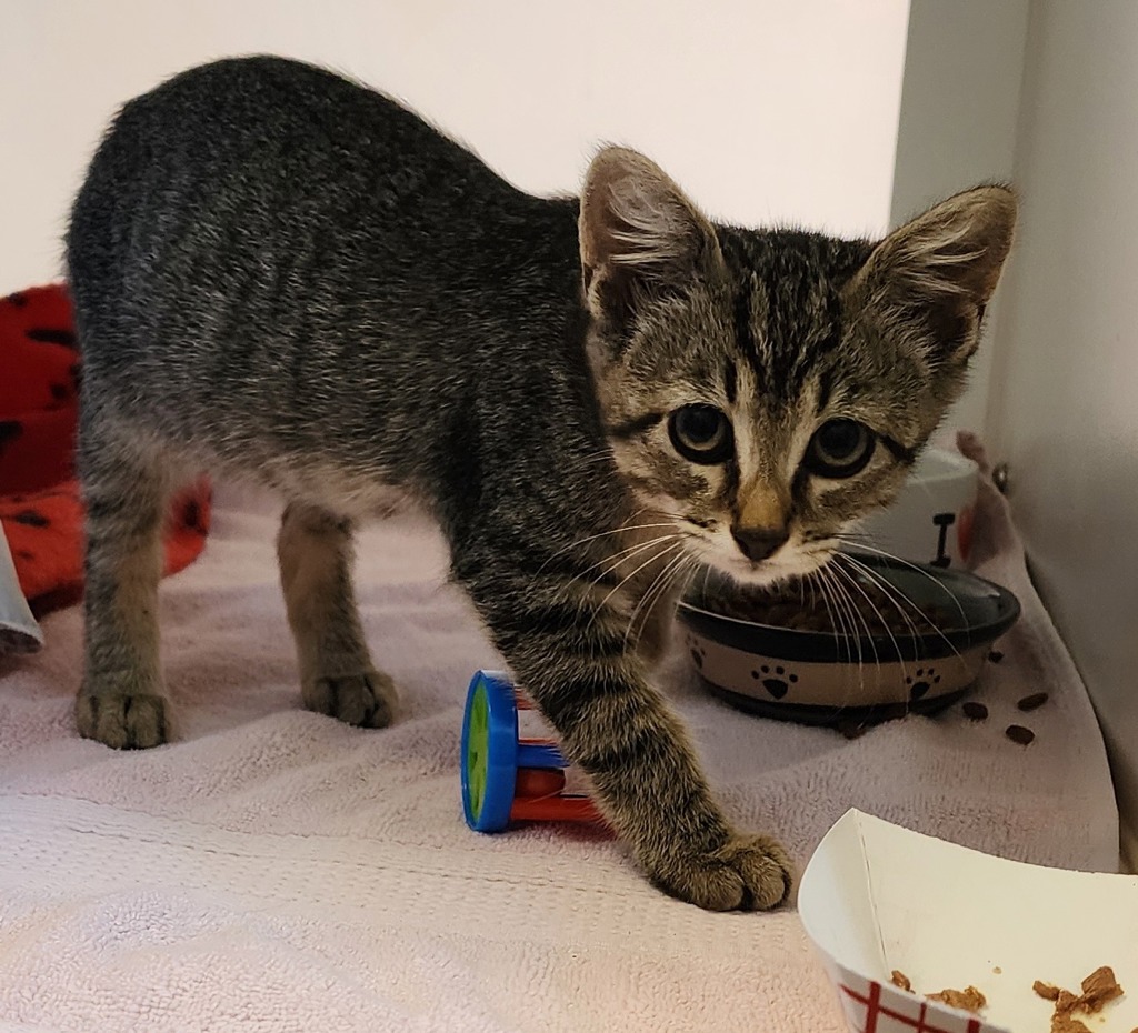 Shelter Stray Female Cat last seen Near E Mission Bay, San Diego, CA, 92109, 5500 Gaines St, San Diego, CA 92110, USA