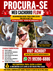Lost Male Dog last seen Near, Recreio dos Bandeirantes, RJ 