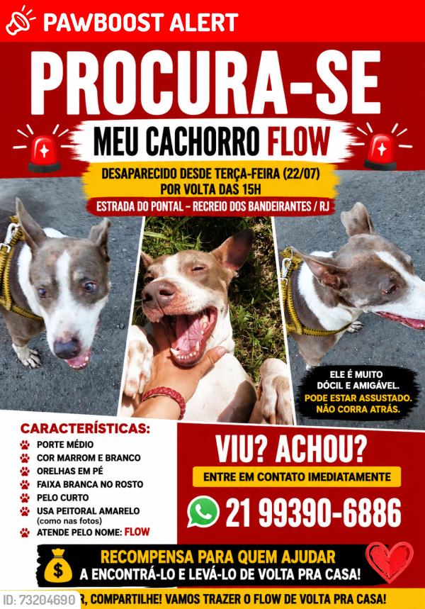 Lost Male Dog last seen Near, Recreio dos Bandeirantes, RJ 