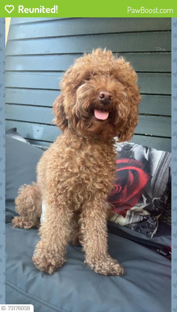 Reunited Unknown Dog last seen Bradley Avenue, Meriden, CT 06451