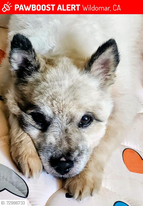 Lost Male Dog last seen Bundy canyon, Wildomar, CA 92595