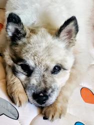 Lost Male Dog last seen Bundy canyon, Wildomar, CA 92595