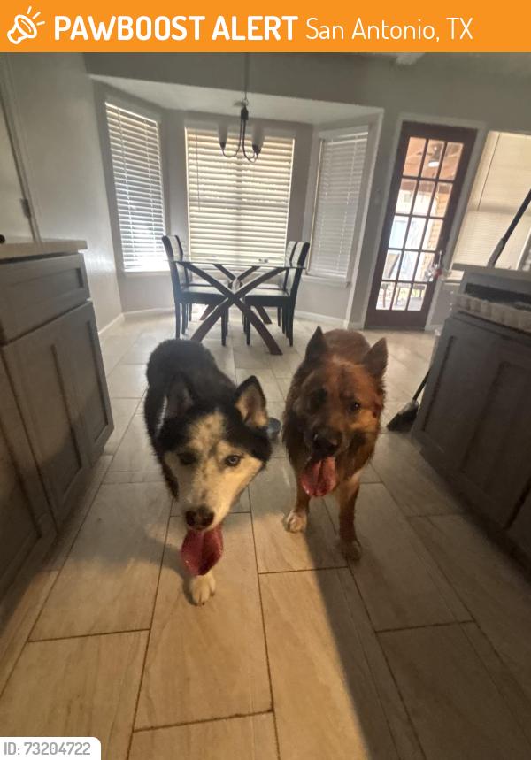 Found/Stray Unknown Dog last seen Timber grand, San Antonio, TX 78250