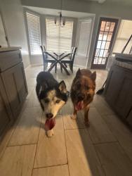 Found/Stray Unknown Dog last seen Timber grand, San Antonio, TX 78250