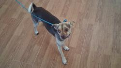 Found/Stray Male Dog last seen Reservoir and Phillips Blvd, Pomona, CA 91766