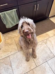 Reunited Male Dog last seen Temperance & Barstow, Clovis, CA 93611