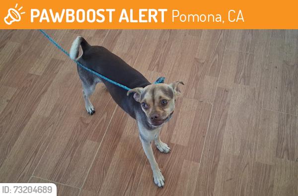 Found/Stray Male Dog last seen Reservoir and Phillips Blvd, Pomona, CA 91766