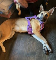 Found/Stray Female Dog last seen Silverwood Trail/Ranchero Road, Hesperia, CA 92345