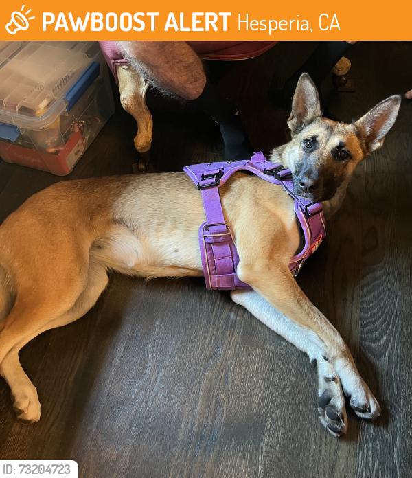 Found/Stray Female Dog last seen Silverwood Trail/Ranchero Road, Hesperia, CA 92345