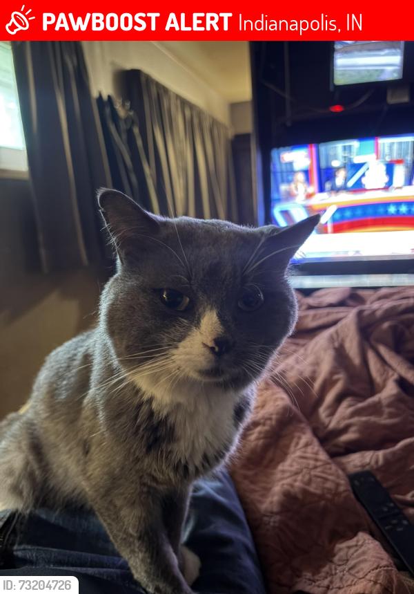Lost Male Cat last seen Animal Medical Center, Indianapolis, IN 46219