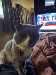 Lost Male Cat last seen Animal Medical Center, Indianapolis, IN 46219