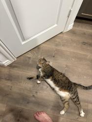Lost Male Cat last seen Rawhide Way/ Saddle club, Princeton, TX 75407