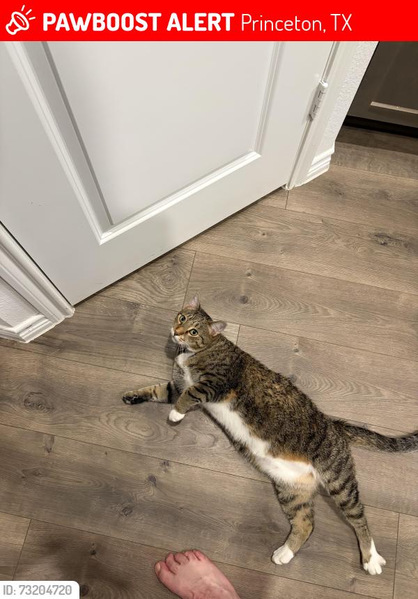 Lost Male Cat last seen Rawhide Way/ Saddle club, Princeton, TX 75407