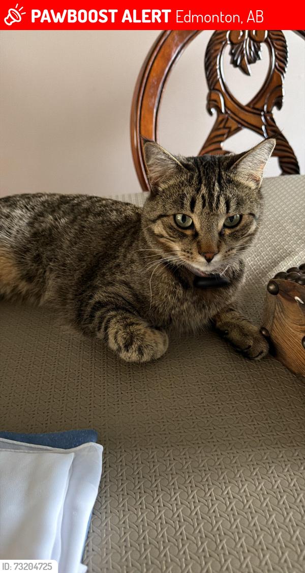 Lost Female Cat last seen 94street 145Avenue, Edmonton, AB 