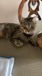 Lost Female Cat last seen 94street 145Avenue, Edmonton, AB 