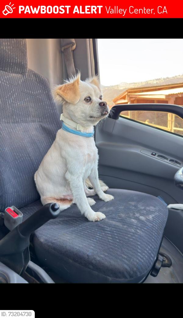 Lost Female Dog last seen Lilac rd and hunza hill terrace, Valley Center, CA 92082